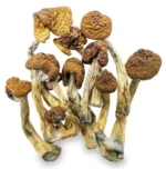 Champignons Magiques – B+