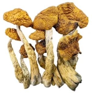 Champignons Magiques – Professeurs d’Or