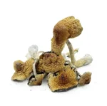 Champignons Magiques – Hawaïens