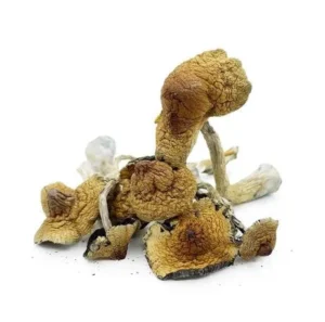 Champignons Magiques – Hawaïens